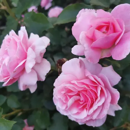 La Casa Del Barbiere Отель типа 