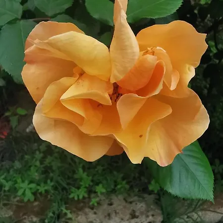 Bed & Breakfast La Casa Del Barbiere 3*