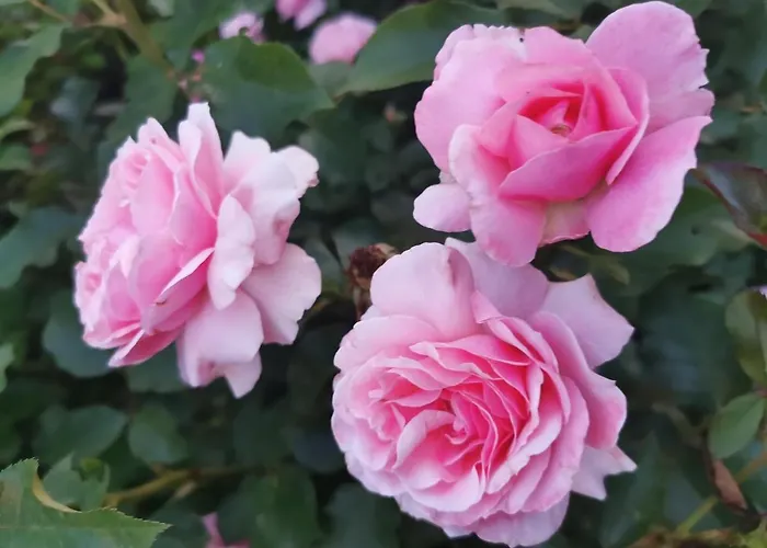 La Casa Del Barbiere Bed and Breakfast Μόντενα