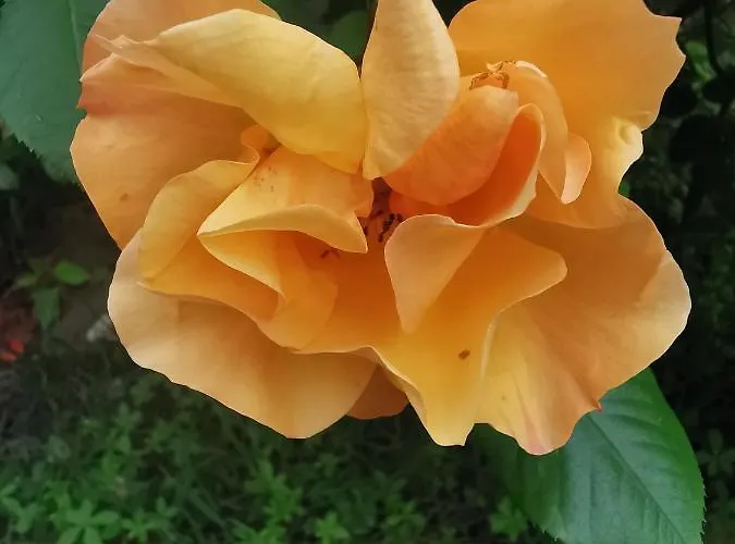 Frühstückspension La Casa Del Barbiere 3*